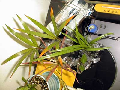 �g�b�N�����V