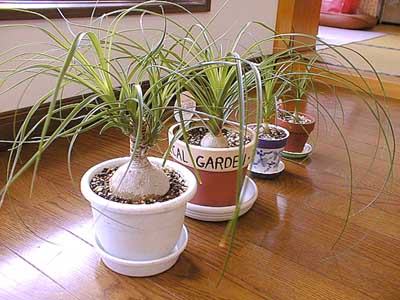 �f�J����